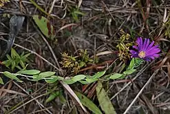 Stem, leaves, flower head