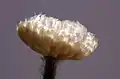 Close-up of opened button inflorescence