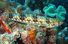 Variegated lizardfish at St. Crispin's Reef Australia, 2004