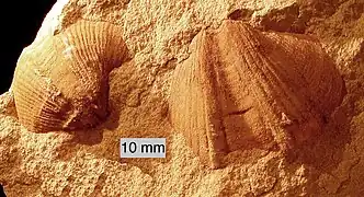 Syringothyris sp.; a spiriferid brachiopod from the Logan Formation (Lower Carboniferous) of Wooster, Ohio (internal mold)