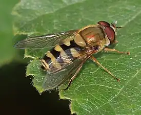 Syrphus sp. (male)