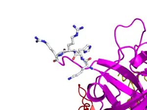 In human t-PA, the amino acids at position 296-299 are Lysine, Histidine, and two Arginines.