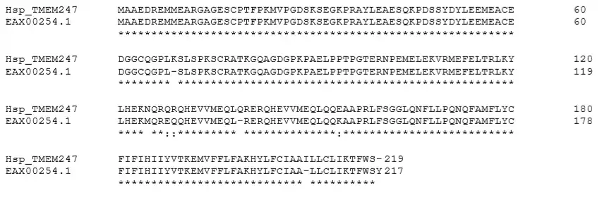 CLUSTAL O(1.2.4) multiple sequence alignment of TMEM247 and its paralog, hCG17037