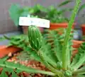 The bud of Taraxacum japonicum Koidz. No ring of smallish, downward-turned bracts under the flower head.