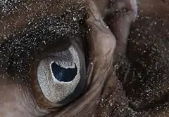 A stingray with crescent pupils