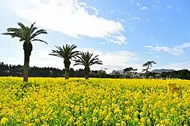 Field Mustard, Tahara