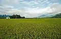 Rice paddy by the highway