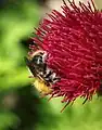 Bee on 'Atropurpureum' flower