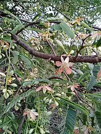 Tamarind flower