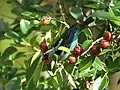 A metallic-green tanager eating fruit.