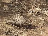 Black-faced sandgrouse