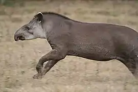 Lowland tapir