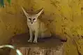 Fennec fox