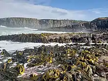 D. poha, D. antarctica, and D. willana on the Tautuku Peninsula