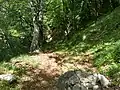 Mount Tavagnone, the ancient mule track leading to the Fucina locality and the Fontane or Acqua della Véna spring mentioned in 1511