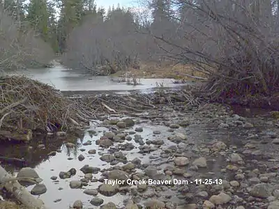 North American beaver (Castor canadensis) dam re-built at same site on Taylor Creek, tributary to Lake Tahoe, in winter November 25, 2013.