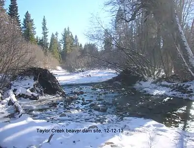 Beaver dam site after removal by US Forest Service on December 12, 2013.