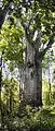 Te Matua Ngahere, an A. australis in Waipoua Forest, the oldest (and 2nd largest) tree in New Zealand