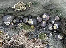 Black turban snail (Tegula funebralis) found in intertidal zones