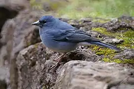 Tenerife blue chaffinch (Fringilla teydea)