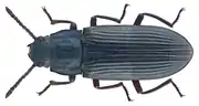 Tenebrio giganteus