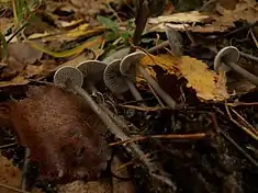 Tephrocybe rancida