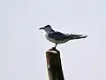 The gull-billed tern will sometimes prey on the chicks and young of other terns