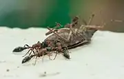 T. rufonigra feeding on beetle