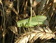 Tettigonia cantans, male