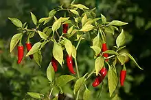 Thai peppers (C. annuum)