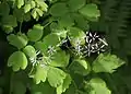 Two Thalictrum species, showing the foliage referenced in the specific name ofC. thalictroides