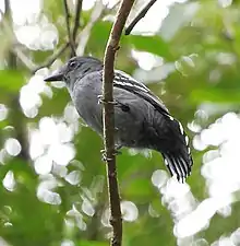 Amazonian antshrike