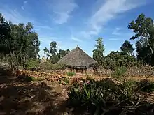 Thatched roofs in Kerene, Ethiopia