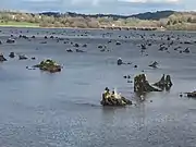 Submerged oak tree stumps, high water