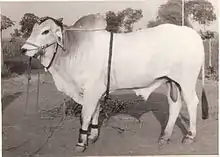 Ongole Bull