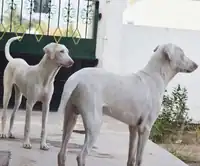 Two  White rajapalayam dogs baby