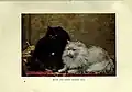 The book of the cat (Plate 2) featuring a solid black and white Persian cat