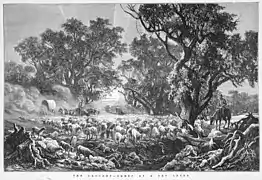 The drought, sheep at a dry creek (1878), illustration by J. W. Curtis (Courtesy: State Library of Victoria)