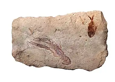 A plate with Nematonotus sp., Pseudostacus sp. and a partial Dercetis triqueter, found in Hakel, Lebanon