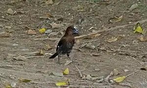 Male foraging on ground on a river bank