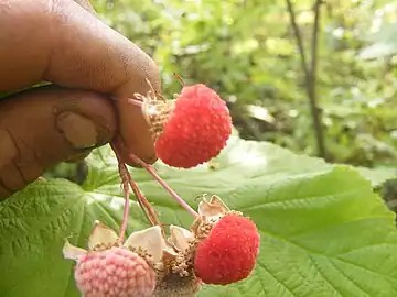 Berries