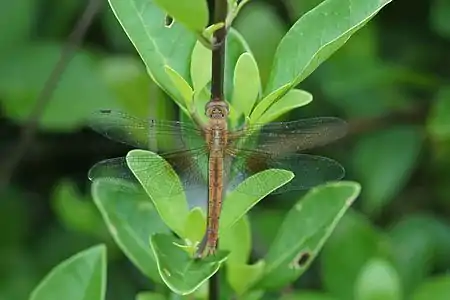 Tholymis tillarga female