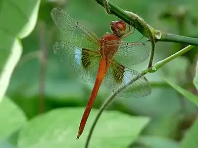 Tholymis tillarga male