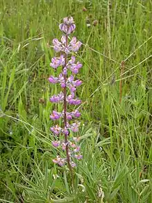 Threatened Kincaid's lupine flower