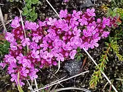 Wild thyme