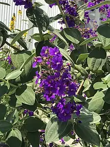 Growing in the New York Botanical Garden