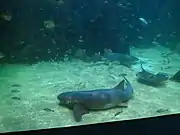 Nurse sharks and a white skate under a school of fish.