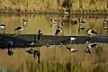 Magpie geese