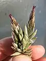 Tillandsia brealitoensis