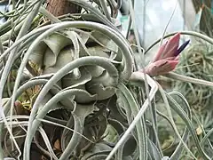 Tillandsia ehlersiana in cultivation at the Botanical Garden of Linz, Austria.